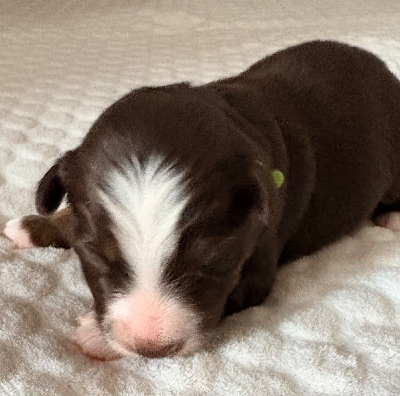 De L’Aube D’Anaka - Chiots disponibles - Berger Américain Miniature 