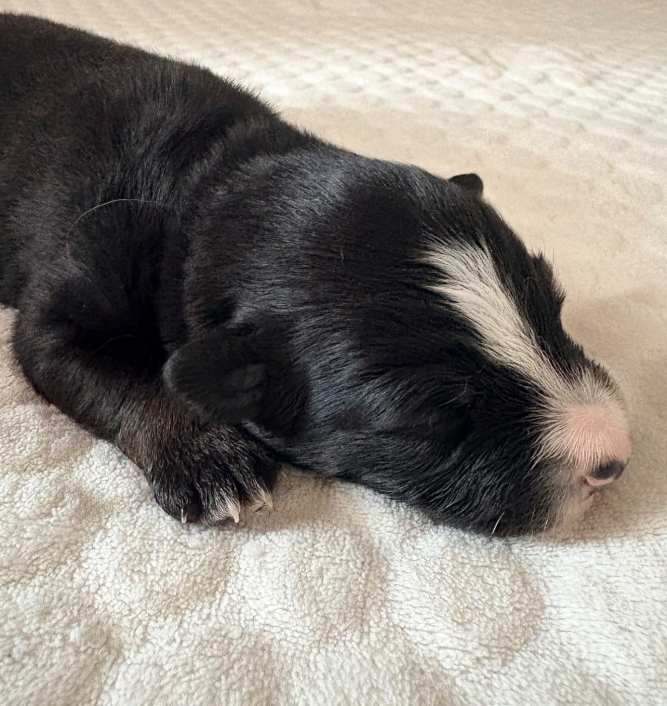 De L’Aube D’Anaka - Chiots disponibles - Berger Américain Miniature 