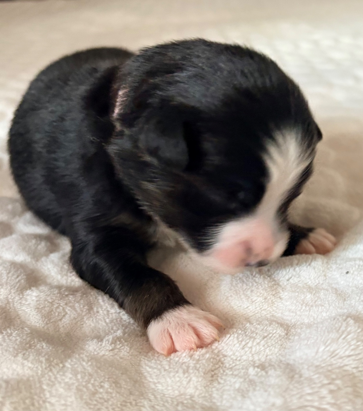 De L’Aube D’Anaka - Chiots disponibles - Berger Américain Miniature 