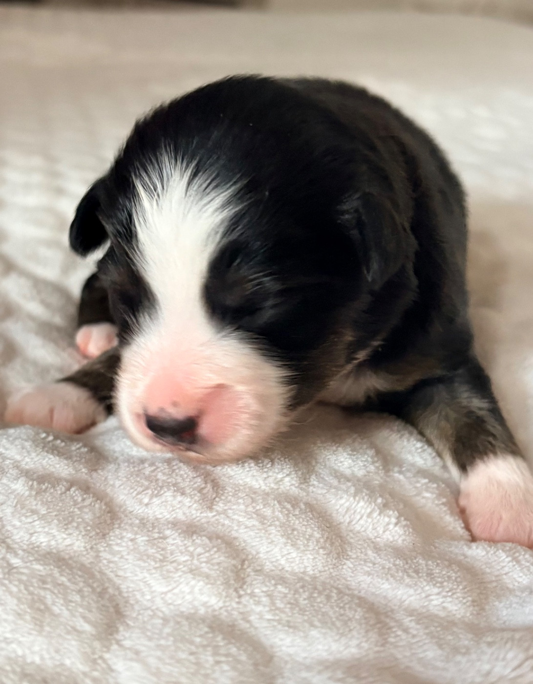 De L’Aube D’Anaka - Chiots disponibles - Berger Américain Miniature 