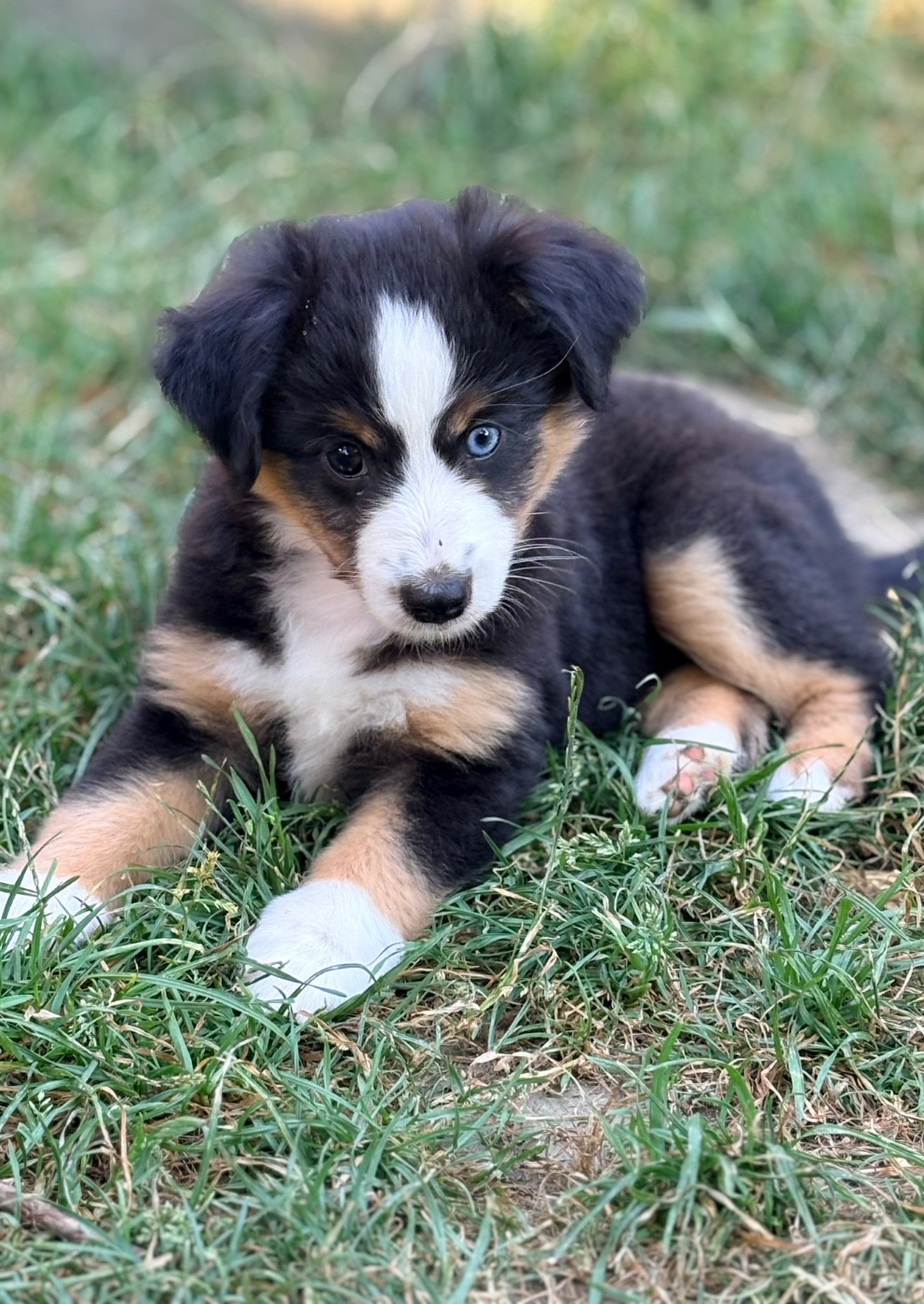 De L’Aube D’Anaka - Chiots disponibles - Berger Américain Miniature 