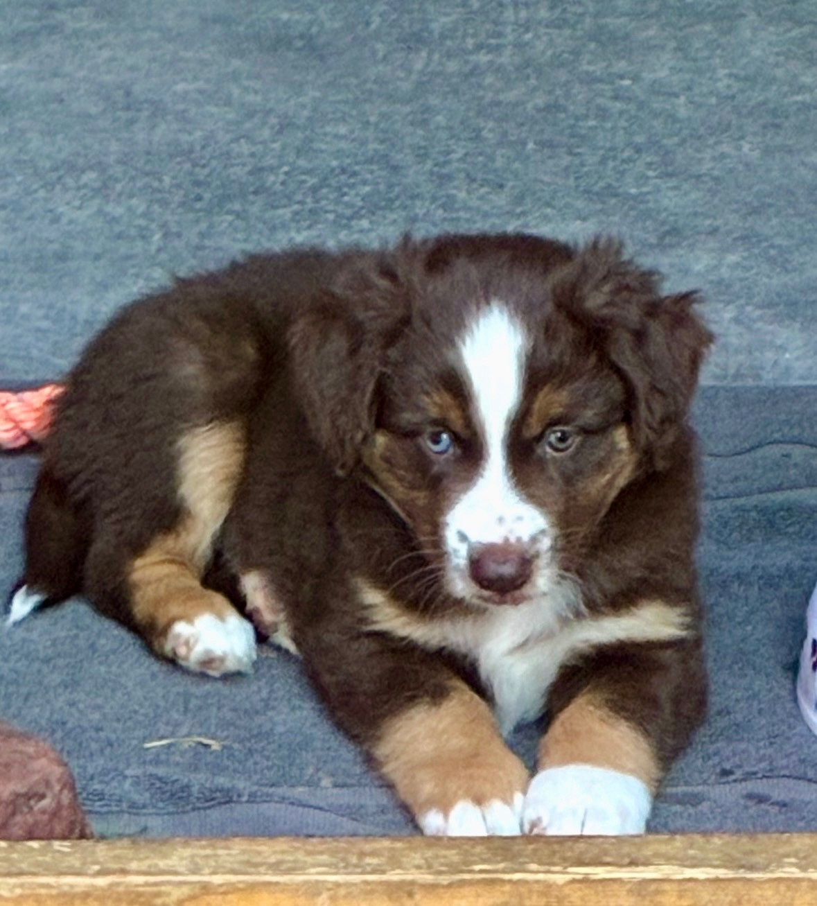 De L’Aube D’Anaka - Chiots disponibles - Berger Américain Miniature 